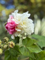 Obraz premium pink and white confederate rose hibiscus bloom