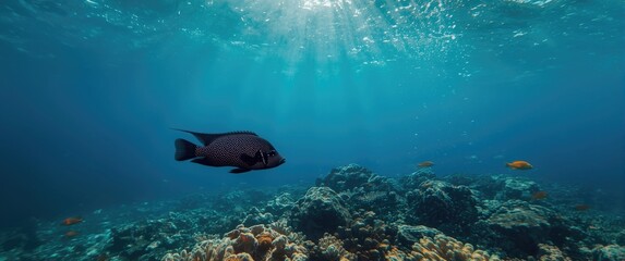 Fototapeta premium Vanikoro sweeper (Pempheris vanicolensis) aquatic life featuring water, travel, nature, white, animal, sea, fish, black, red, ocean environment