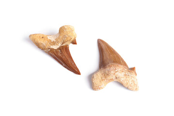 Sea life Paleontology specimens. front and back of Authentic natural prehistoric shark tooth fossils isolated on white background.