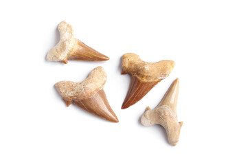 Sea Life Paleontology specimens. Set of Authentic natural prehistoric shark tooth fossils isolated on white background. © Panupong