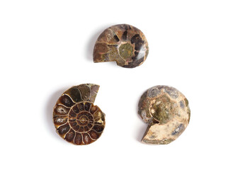 Set of Prehistoric small ammonite shells fossil specimens sliced with spiral pattern and internal structure isolated on white background.