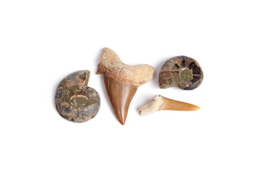 Set of prehistoric fossils small. Sea life Paleontology specimens. Ammonites and fossilized shark teeth isolated on white background.