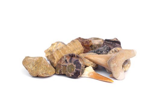 Science and educational paleontology and geology. Set of Small prehistoric fossils ammonite, shark teeth, crinoid, amber copal, brachiopod and mineral fragments isolated on white background.