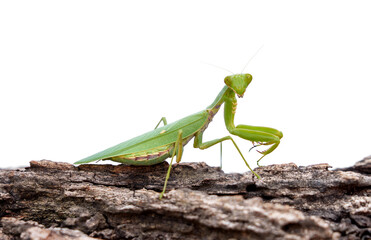 Predatory insects for Pest Control. Female Praying Giant Asian Mantis - Hierodula membranacea on a piece of bark isolated on white background.