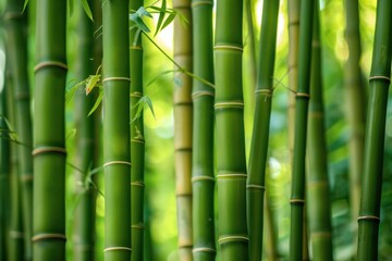 Fototapeta premium Close up of vibrant green bamboo stalks thriving in a lush forest, showcasing nature's beauty and tranquility