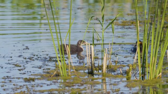 A wild muskrat (Ondatra zibethicus) is captured swimming among the lush green reeds and aquatic vegetation in the shallow, sunlit waters of the Ros River in Ukraine.