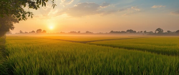 Obraz premium Beautiful green and yellow rice field during sunrise golden hour with sky, land, and autumn leaves