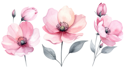 Watercolor illustration of pink anemone flowers with gray stems and leaves against black