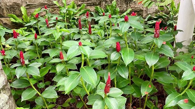 Costus spicatus also known as spiked spiralflag ginger or Indian head ginger is a species of herbaceous plant in the Costaceae family in the tropical garden