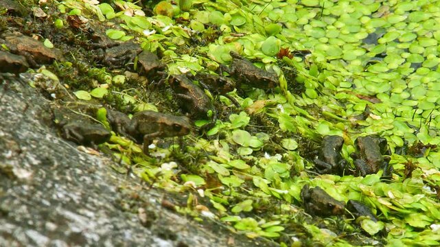 Young Toad (Bufo bufo) Leaving Pond at Sunrise in Summer, Top View Close-Up, Cologne, North Rhine-Westphalia, Germany