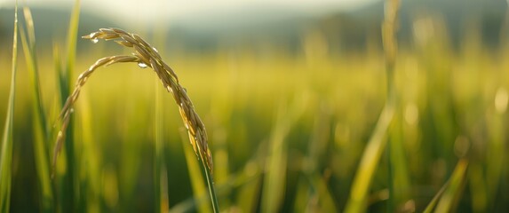 Fototapeta premium Detailed Macro View of Ear of Rice