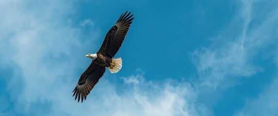 Obraz premium American bald eagle in flight against a blue sky highlighting its white head, talons, and broad wingspan with brown feathers