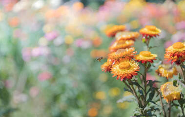 beautiful orange straw flower on nature bcakground