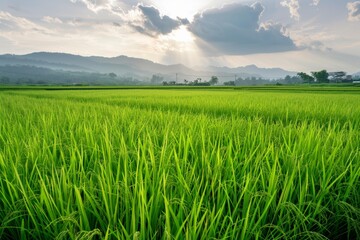 Obraz premium Vibrant green rice plants thrive in a paddy field, backed by misty mountains and a cloudy sky, creating a serene agricultural landscape