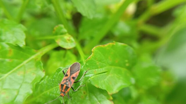 bug on a leaf