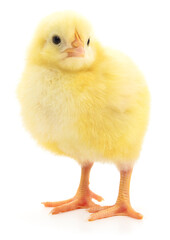 Obraz premium Small yellow chicken isolated on white background