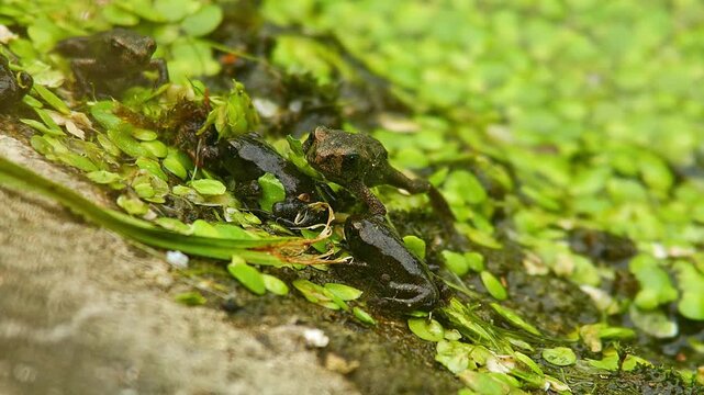 Young Toad (Bufo bufo) Leaving Pond at Sunrise in Summer, Top View Close-Up, Cologne, North Rhine-Westphalia, Germany