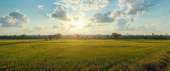 Fototapeta premium Photo of paddy field clearing in preparation for new industrial development or construction