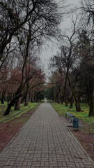 Obraz premium alley in spring park with old trees covered with moss 