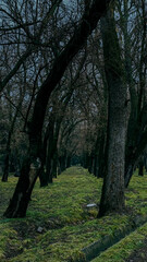Fototapeta premium old trees covered with moss in spring park