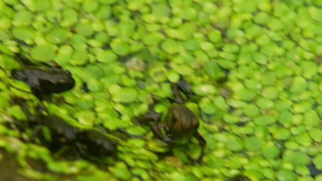 Young Toad (Bufo bufo) Leaving Pond at Sunrise in Summer, Top View Close-Up, Cologne, North Rhine-Westphalia, Germany