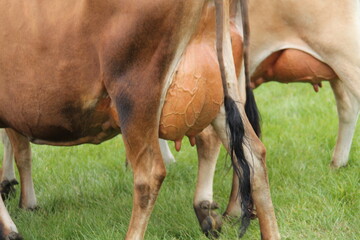 The Full Milk Udders of Two Diary Farm Cow Animals.