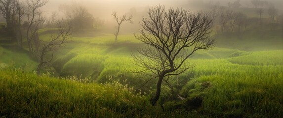 Obraz premium Fog-covered rice field terraces