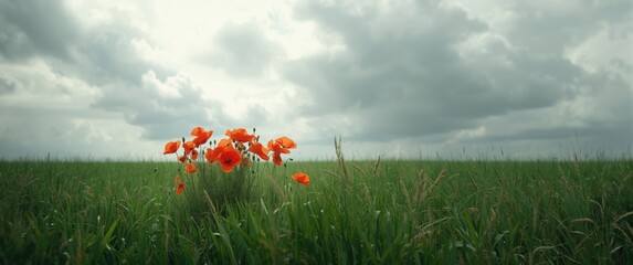 Numerous red poppies grow on a field under a cloudy sky