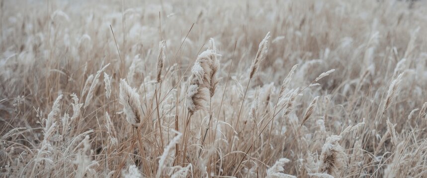 Abstract natural background with soft vegetation including Selloan cortaderia and frosted pampas grass, set against a boho-inspired fuzzy reeds scene and initial ice formations