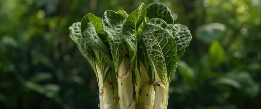 Indonesian Spicy Water Spinach Known as Plecing Kangkung