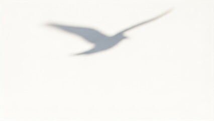 Obraz premium Bird Shadow on White Wall
