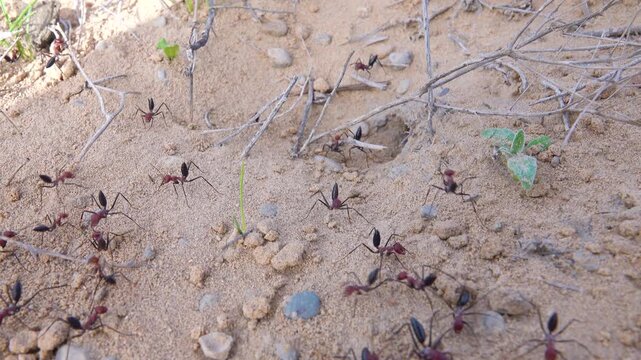 Cataglyphis aenescens running ants has become active in spring desert and clears entrance to an anthill. The abdomen is raised and ant is ready for long, fast run. Kazakhstan, Aral Sea