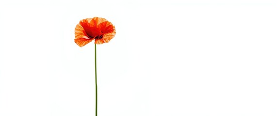 Isolated single red poppy representing memory on white backdrop