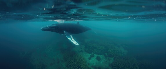 Fototapeta premium Water scene with Southern Right whale, nature, animal, green, world, ocean, natural, underwater, mammal, wildlife