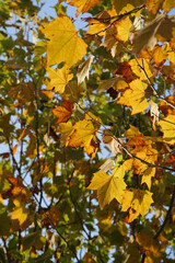 Obraz premium Autumn sycamore leaves with yellow orange and green tints