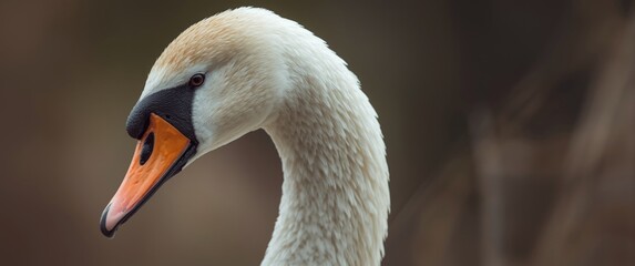 Close-up of a mute swan emphasizing its graceful white feathers, curved neck, and orange beak