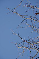 Obraz premium Bare branches of a sycamore tree against a clear blue sky