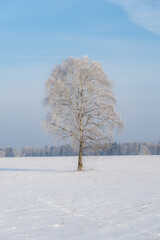 Frost-covered solitary tree in open snowy field under clear blue winter sky, minimalist rural landscape