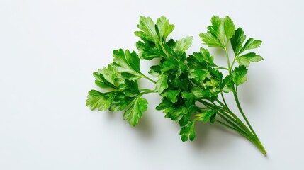 Botanical still life of fresh parsley leaves and stems on white background
