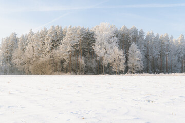 Obraz premium Frost-covered forest edge and open snowy field under soft winter light, minimalist rural landscape