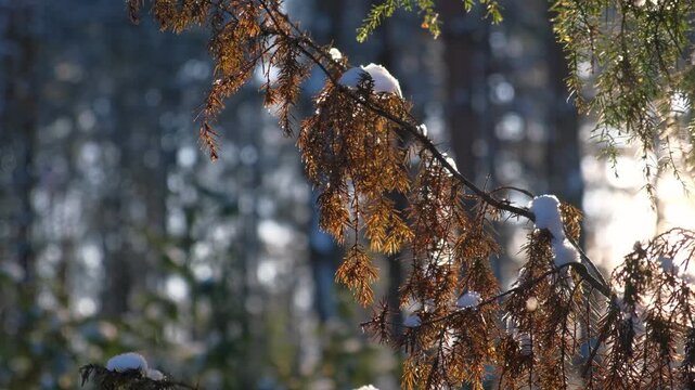 Real video. Frozen iced branches of tree against sun during sunny winter day. Macro close up view of branch covered by snow in a snowy forest. Plants in the wood at frosty weather. Nature landscape 4K