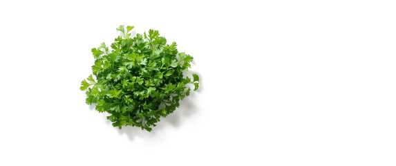 Obraz premium Background featuring fresh green chopped parsley leaves