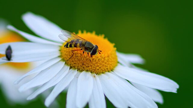 Hoverfly (Syrphidae) Feeding on Chamomile Blossom on a Sunny Summer Morning, Cologne, North Rhine-Westphalia, Germany