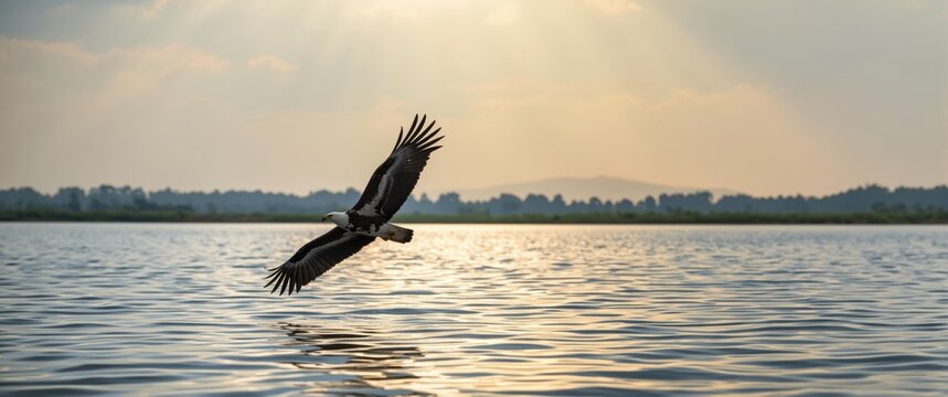 Flying African Fish-Eagle haliaeetus vocifer capturing prey at Lake Baringo animal bird Africa wildlife predator fishing photo adult bird of prey