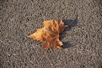 Dry sycamore leaf fallen on asphalt road in autumn