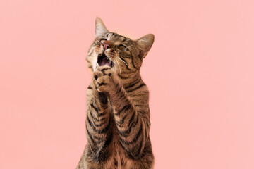 The striped cat appears vocal with both paws lifted near its face. It expresses emotion in front of a yellow background.