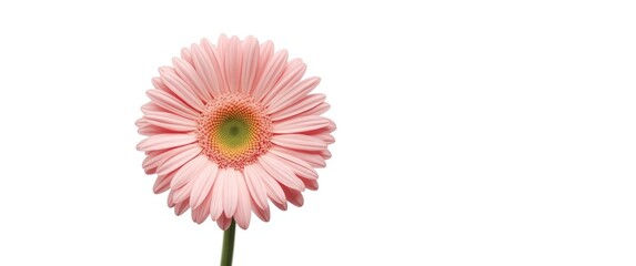 Close Pink Gerbera Daisy Isolated