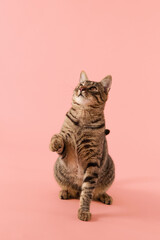 The striped cat sits on hind legs looking up and left. Its posture is attentive.