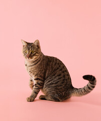 The Tabby cat head is slightly tilted and body posture relaxed.