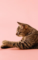 The ears are upright and attention focused off-frame.